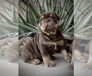 Olde English Bulldogge Puppy for Sale in PERRIS, California USA