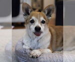 Small #16 Chihuahua Mix