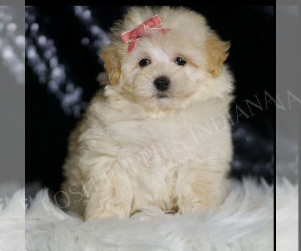 Medium Photo #3 Maltipoo Puppy For Sale in WARSAW, IN, USA