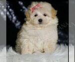 Small #2 Maltipoo