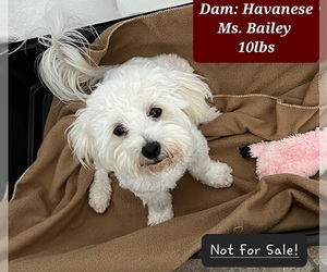 Mother of the Havanese puppies born on 12/15/2023