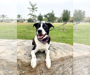 Zuzu - Female Border Collie-Unknown Mix Dog for Adoption - Photo #2