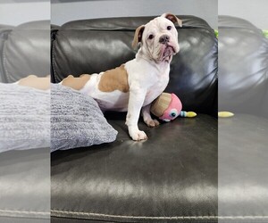 Olde English Bulldogge Puppy for sale in SAINT CLAIR SHORES, MI, USA