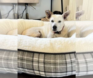 Yo-Yo - Male Mutt Dog for Adoption - Photo #2
