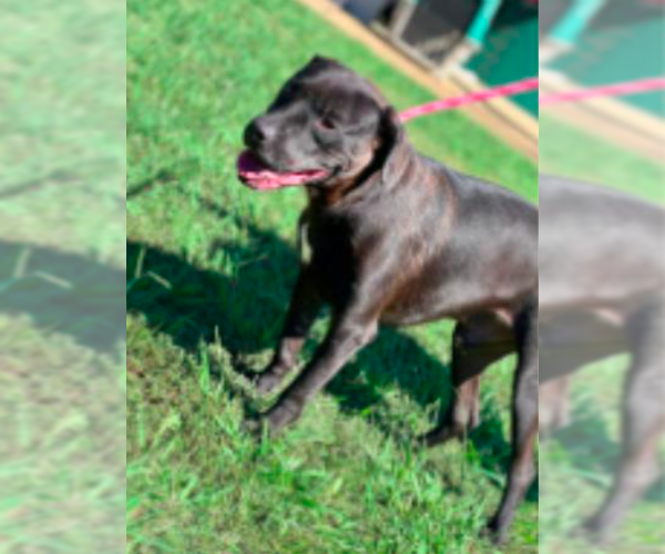 Medium Photo #6 Mutt Puppy For Sale in Westwood, NJ, USA