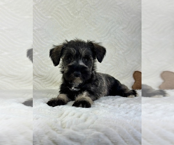 Medium Photo #5 Schnauzer (Miniature) Puppy For Sale in GREENFIELD, IN, USA