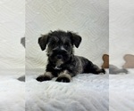 Small #4 Schnauzer (Miniature)