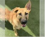 Small #1 German Shepherd Dog Mix