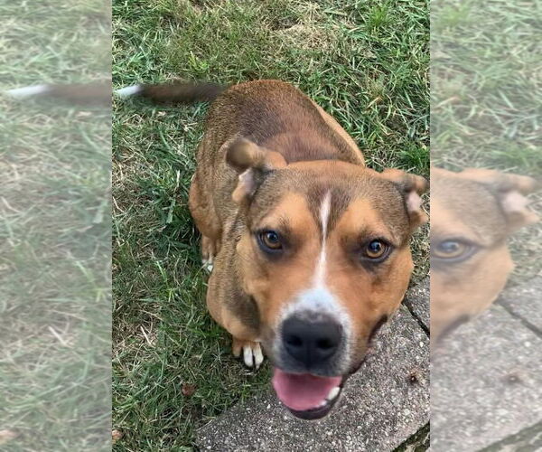 Medium Photo #36 American Pit Bull Terrier-Unknown Mix Puppy For Sale in Germantown, OH, USA