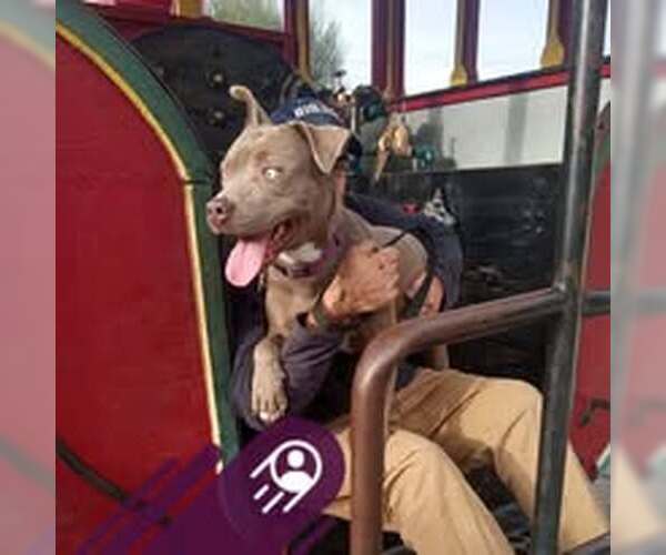 Medium Photo #6 American Pit Bull Terrier Puppy For Sale in Pacific grove , CA, USA