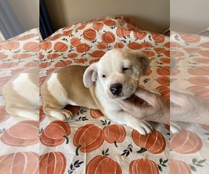 English Bulldog-Shih Tzu Mix Puppy for sale in ALIQ, PA, USA