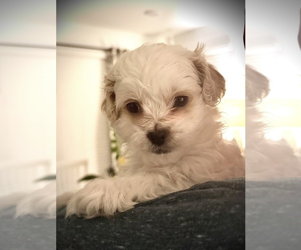 Medium Photo #8 ShihPoo Puppy For Sale in ANDERSON, SC, USA