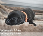 Small Photo #7 Labrador Retriever Puppy For Sale in PAWNEE, IL, USA