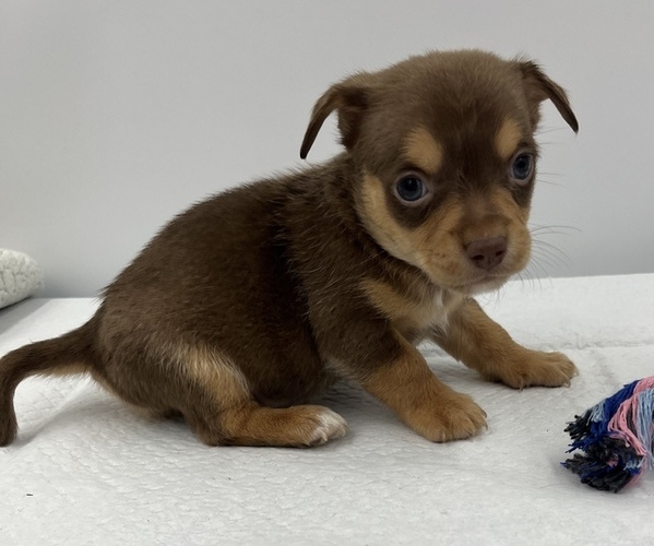 Medium Photo #2 Chorkie Puppy For Sale in SAINT AUGUSTINE, FL, USA