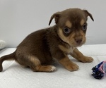 Small Photo #2 Chorkie Puppy For Sale in SAINT AUGUSTINE, FL, USA
