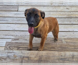 Dachshund-Unknown Mix Dogs for adoption in Sanford, FL, USA