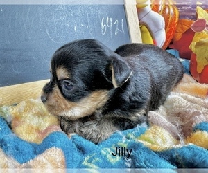 Yorkshire Terrier Puppy for sale in CASSVILLE, MO, USA