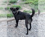 Small #2 Chihuahua Mix