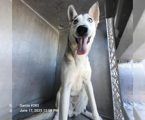 Medium Photo #1 Huskies -Unknown Mix Puppy For Sale in San Antonio, TX, USA