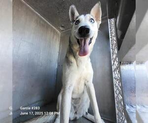Huskies -Unknown Mix Dogs for adoption in San Antonio, TX, USA