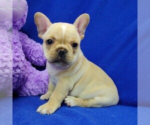 French Bulldog Puppy for sale in MARIONVILLE, MO, USA