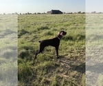 Small #3 German Shorthaired Pointer