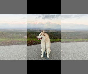Jet - Male Siberian Husky Dog for Adoption - Photo #4