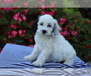 Cocker Spaniel-Poodle (Miniature) Mix Puppy for sale in SHILOH, OH, USA