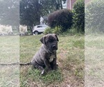 Small #5 American Staffordshire Terrier-Boxer Mix