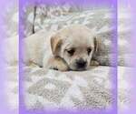 Small Photo #1 French Bulldog-Poodle (Miniature) Mix Puppy For Sale in MULBERRY, FL, USA