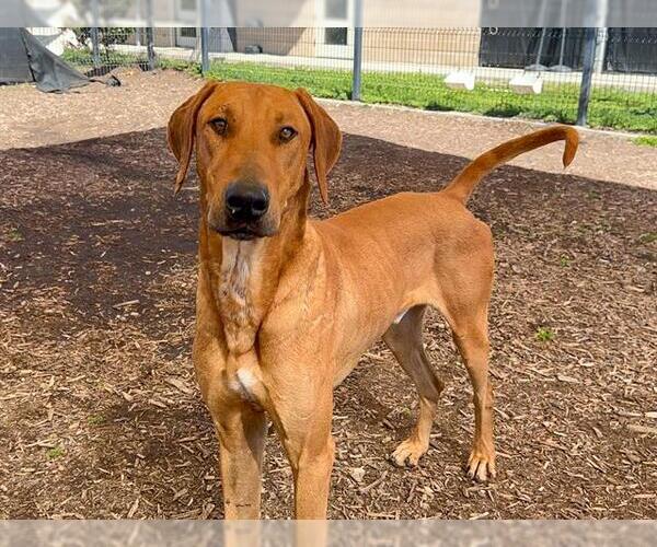 Medium Photo #1 Rhodesian Ridgeback-Unknown Mix Puppy For Sale in Orange, CA, USA