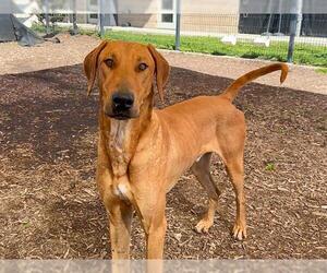 Rhodesian Ridgeback-Unknown Mix Dogs for adoption in Orange, CA, USA