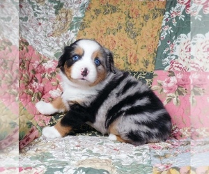 Miniature Australian Shepherd Puppy for sale in HARRISON, OH, USA