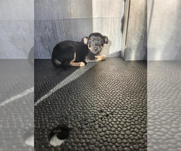 Medium Photo #1 Chihuahua-Unknown Mix Puppy For Sale in San Antonio, TX, USA