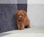 Small Photo #6 Poodle (Toy) Puppy For Sale in SEATTLE, WA, USA