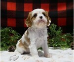 Small Photo #10 Cavalier King Charles Spaniel Puppy For Sale in MARCELLUS, MI, USA