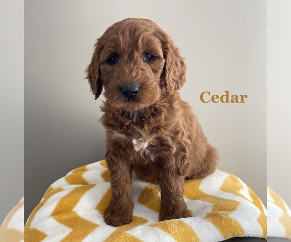 Medium Photo #21 Goldendoodle Puppy For Sale in WOODBURN, IN, USA