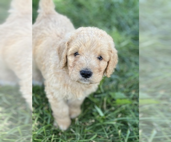 Medium Photo #3 Goldendoodle Puppy For Sale in MARYVILLE, MO, USA