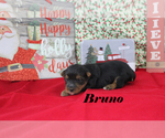 Small #4 Yorkshire Terrier