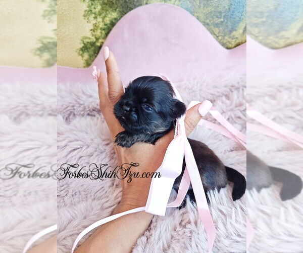 Medium Photo #2 Shih Tzu Puppy For Sale in OCALA, FL, USA