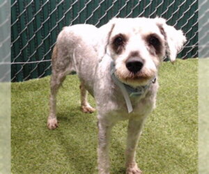 Miniature Schnauzer-Unknown Mix Dogs for adoption in Downey, CA, USA