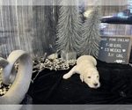 Small Photo #8 Saint Berdoodle Puppy For Sale in QUEEN CREEK, AZ, USA