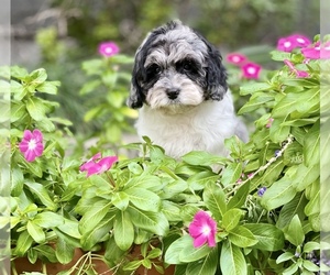Cavalier King Charles Spaniel-Poodle (Toy) Mix Puppy for sale in HOUSTON, TX, USA