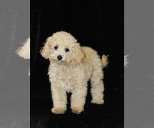 Poochon Puppy for Sale in ROANOKE, Illinois USA