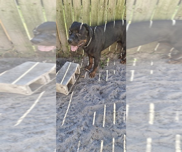 Medium Photo #1 Rottweiler Puppy For Sale in LAKELAND, FL, USA