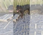 Small Photo #1 Rottweiler Puppy For Sale in LAKELAND, FL, USA