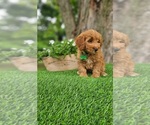 Small #2 Goldendoodle