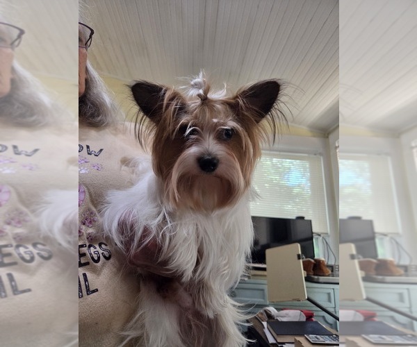Medium Photo #1 Yorkshire Terrier Puppy For Sale in BEAUFORT, SC, USA
