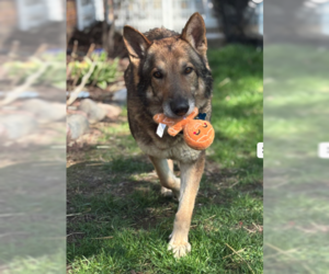 Barrett - Male German Shepherd Dog-Unknown Mix Dog for Adoption - Photo #3