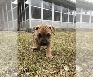 Cane Corso-Rottweiler Mix Puppy for sale in MILWAUKEE, WI, USA